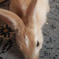 واگذاری حیوان