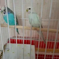 مرغ عشق|پرنده|اصفهان, پرتمان|دیوار