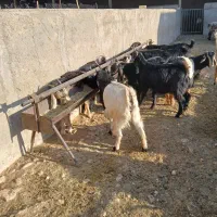 20راس کلر ماده ابستن