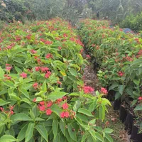 انوع نهال مرکبات و انبه و میوه های گرم سیری|خدمات باغبانی و درختکاری|بندرعباس, |دیوار