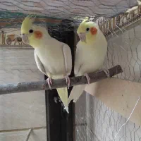 یک جفت عروس هلندی مولد