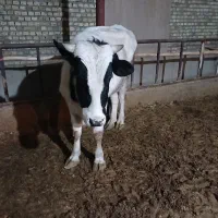 گوساله نر|حیوانات مزرعه|رامند, |دیوار