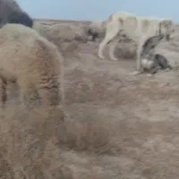 جفت سگ ها دزدیده شدن