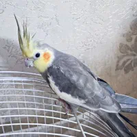 عروس هلندی نر|پرنده|تهران, اتابک|دیوار