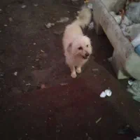 سگ خیلی خوبیه مخصوص نگهبانی