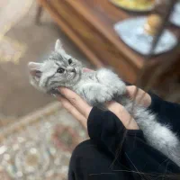 نینی گربه بریتیش