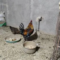 خروس|حیوانات مزرعه|فولادشهر, بوستان خلیج فارس|دیوار