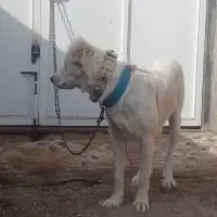 سگ گله ای دهن پاک|سگ|قم, شهرک طالقانی|دیوار