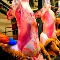 باهرتوان مالی گوسفند بره  سبک وسنگین افشاری