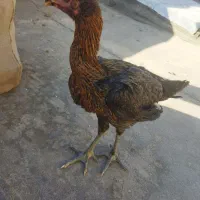 مرغ لاری