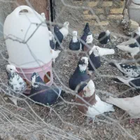 کفترفورشی کوهبنان