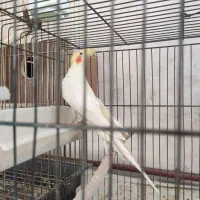 عروس هلندی نر مست|پرنده|بناب, |دیوار