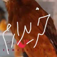 ماده سوخته سرخ یا سبز سوخته