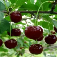 باغ میوه