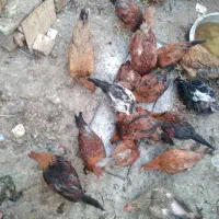 فروش مرغ و جوجه خروس|حیوانات مزرعه|فسا, |دیوار