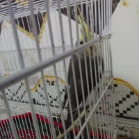 عروس هلندی|پرنده|زهک, |دیوار