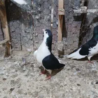 کفتر بوم حراج|حراج|مشهد, ایثار|دیوار