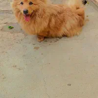 سگ خرسی پامرا|سگ|شاهین دژ, |دیوار