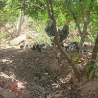 جوجه گلین/گلین/تخم گلین/تخم مرغ نطفه دار