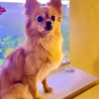 واگذاری رایگان نیست ۳۰میلیون|سگ|رشت, آب و برق|دیوار