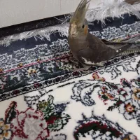 عروس هلندی