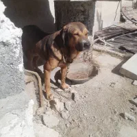 واگذاری سگ نگهبان پژدر