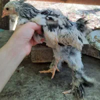 جوجه برهما لایت اصیل