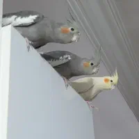 فروش عروس هلندی