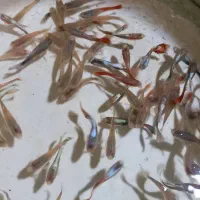 ماهی گوپی مولد