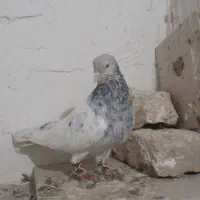 کبوترکله سار|پرنده|شیروان (خراسان), |دیوار