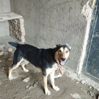 سگ نگهبان