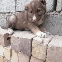 کته سرابی|سگ|شاهرود, |دیوار