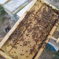 کندوی زنبور کارنیکا و بومی