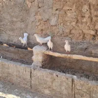 فروش کبوتر یا معاوضه با بلدرچین|پرنده|کشکوئیه, |دیوار