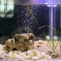 واگذاری ماهی گیاه‌خوار