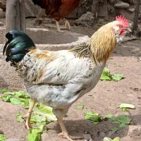 جوجه
