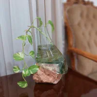 پیچک تزئینی|گل و گیاه طبیعی|اهواز, کیان اباد|دیوار