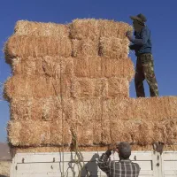 خرید و فروش کلش گندم وجو