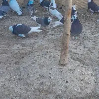 این کفتر یک هفته پیش باخت رفته دست|پرنده|گیان, |دیوار