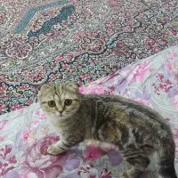 گربه اسکاتیش دبل فولد ماده