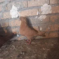 کبوتر زرد با دمی