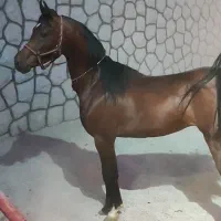 اسب عرب مصری نریان|اسب و تجهیزات اسب‌سواری|اصفهان, دارک|دیوار