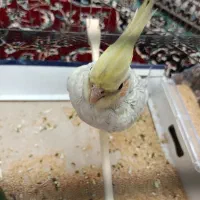 عروس هلندی دستی و کاملا رام