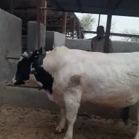 گوساله پرواری