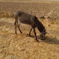 الاغ