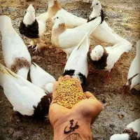 کبوتر تهرانی