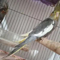 عروس هلندی نر و ماده ، طوطی برزیلی ماده