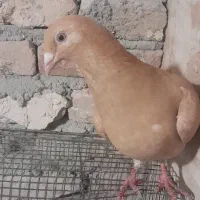 کبوتر مسافتی