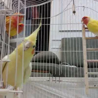 طوطی برزیلی با عروس هلندی با قفس پرنده کامل|پرنده|تهران, پردیسان|دیوار
