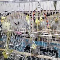 عروس هلندی|پرنده|گلستان (تهران), |دیوار